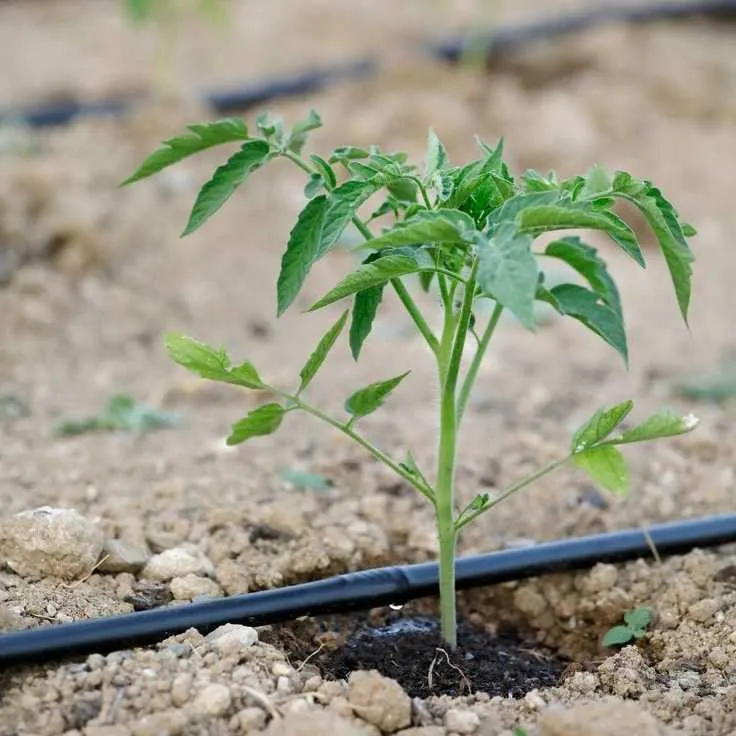 Preview Image 2 Drip Pipe inline 16MM